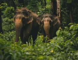 Charming Sri Lanka Holiday Package — INTERNATIONAL travel deal